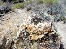 Large rock along trail with leaf imprint